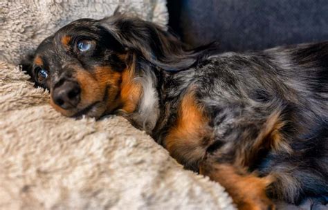 Mini Dapple Dachshund Price And Why Are These Dogs More Expensive? Sweet Dachshunds | atelier ...