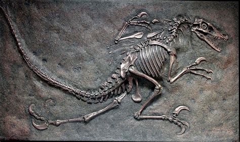 Velociraptor Fossil Dig – Bronze | Natureworks