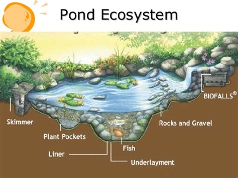 Pond Ecosystem- Meaning, Characteristics, Types And Importance 2023 – My Study Times