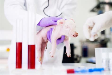 Pig-to-Human Heart Transplant is Science Gone Hog-Wild – Rise for Animals