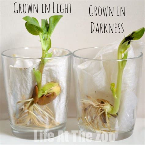 Growing Beans - Science at Home - Life At The Zoo