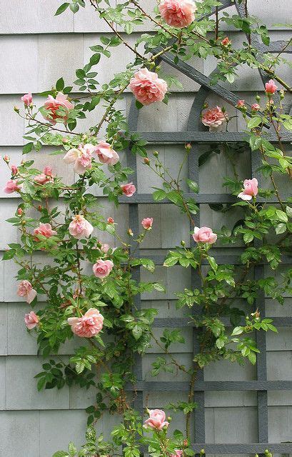 Best Type Of Trellis For Climbing Roses