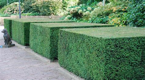 What Is The Best Type Of Yew For A Hedge? - Gardeninguru