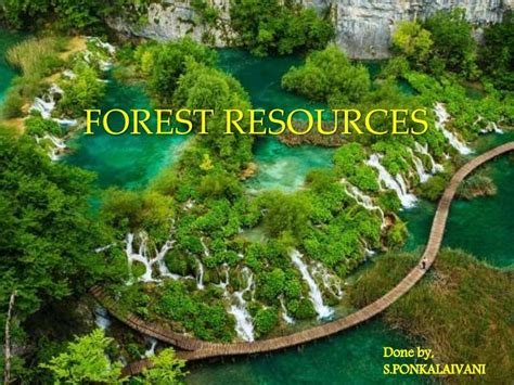 Forest resources