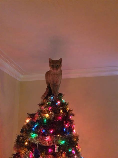 50 Cats Helping Decorate Christmas Trees | Bored Panda