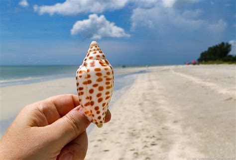 Sanibel Island Shelling: A Local’s Guide to Finding the Best Shells — Travlinmad Slow Travel Blog