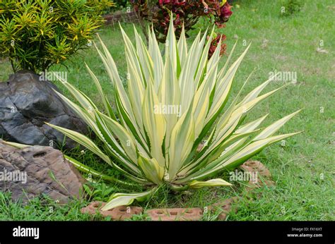 Ornamental Plants - Agave Caribbean - scientific name Agave angustifolia Stock Photo - Alamy