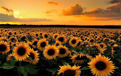 Sunflower Aesthetic Sunset Wallpapers - Wallpaper Cave