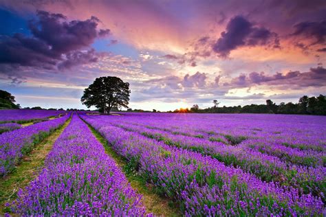 Wallpaper ID: 773827 / sky, summer, July, lavender, England, Sunset, field, kingdom, clouds ...