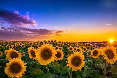 HD wallpaper: field, sunflowers, landscape, sunset, Wallpaper, flowering plant | Wallpaper Flare