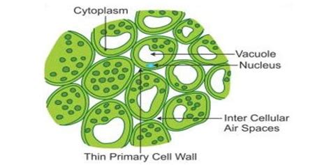 Structure Of Parenchyma Tissue