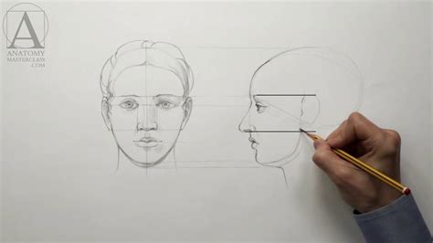 Human Face Anatomy For Artists