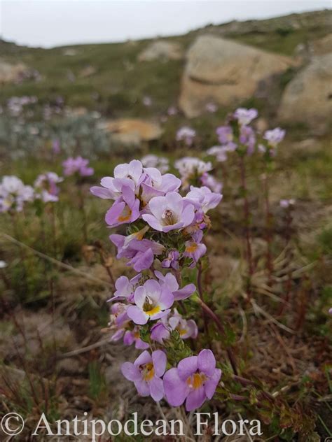 Kosciuszko National Park, Australian Capital Territory