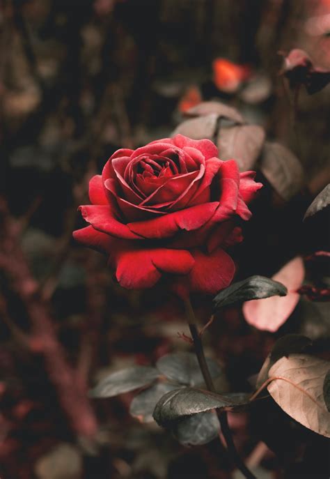 🔥 [29+] Rose Flower HD Wallpapers | WallpaperSafari