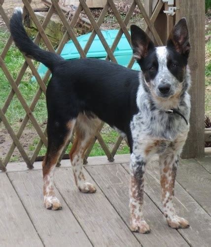 55+ Border Collie Heeler Mix - l2sanpiero