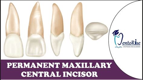 Incisor Tooth Diagram