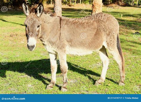 Domestic Donkey Breeds