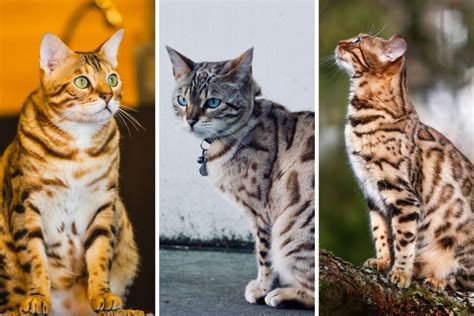 9+ Bengal Cat Colors and Patterns - That Cuddly Cat