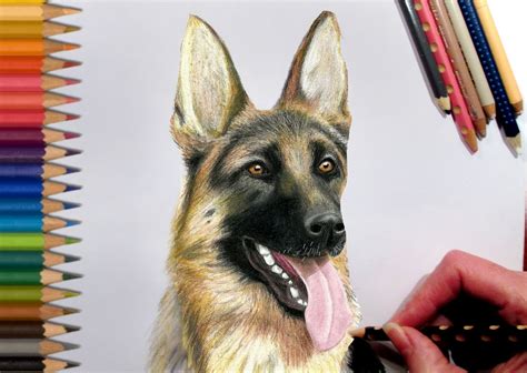 German Shepherd Pencil Drawing at GetDrawings | Free download