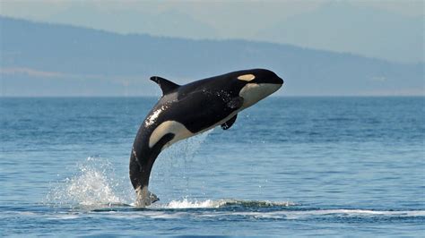 Killer Whales Wallpapers - Wallpaper Cave