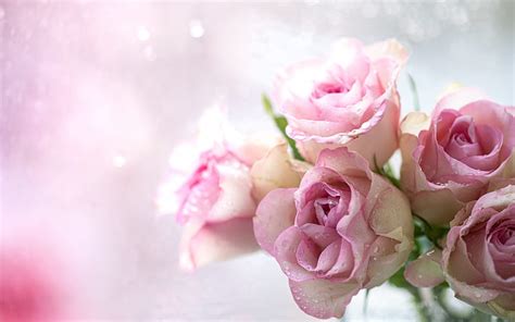 Pink Rose Flowers Background Images | Best Flower Site