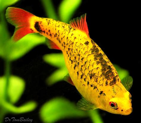 Gold Barb : Care, Tank Mates, Breeding, Size, Eggs & Lifespan