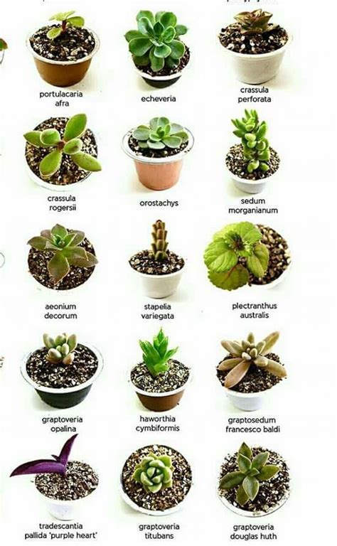 Cactus And Succulents Names | Types Of Succulent Plant