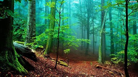 Nature Forest Wallpapers - Top Free Nature Forest Backgrounds - WallpaperAccess