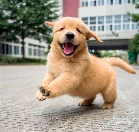 Golden Retriever Puppies Hd (#2284163) - HD Wallpaper & Backgrounds Download