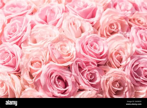 Selective focus Beautiful Pink flowers background. Abstract soft sweet pink flower background ...