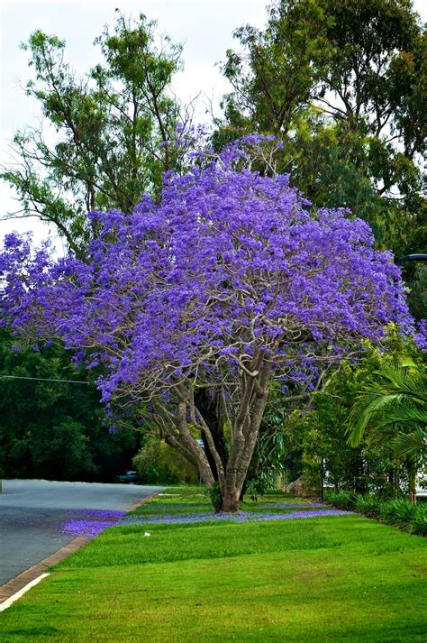 Purple Flowers That Grow On Trees : Flowering Tree: Tulip Tree - Anne of Green Gardens - The ...