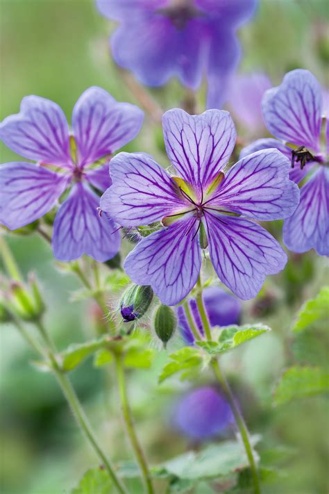 Hardy geranium: 21 of the best hardy geraniums - Gardens Illustrated