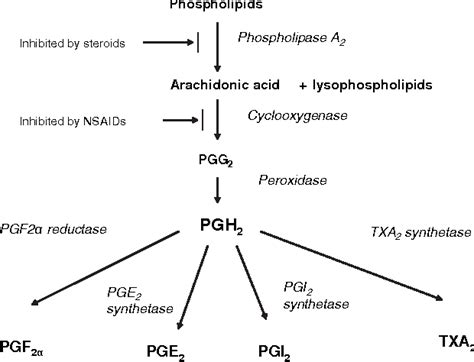 Mechanism Of Action Of Paracetamol Osteo - IMAGESEE