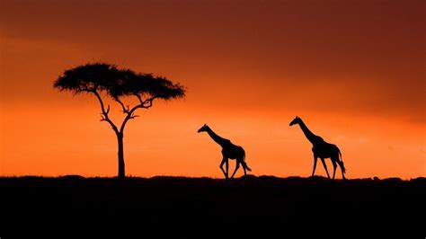 Kenya Wallpapers - Top Free Kenya Backgrounds - WallpaperAccess