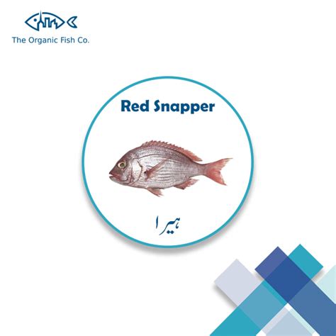 Red Snapper | ہیرا - The Organic Fish Co.