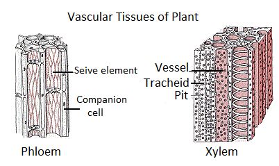 Explain the vascular tissue system.