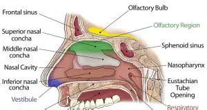 nasal cavity