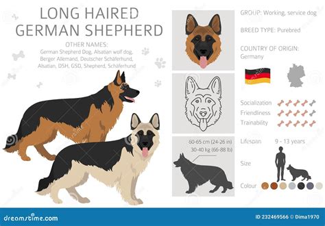 Long Haired German Shepherd Dog in Different Coat Colors Clipart Stock Vector - Illustration of ...