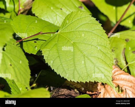 Serrate leaf. Closeup of a green leaf with serrated edge. Serrated leaf margins. Serrate leaves ...