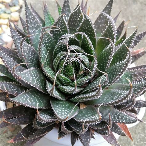 Aristaloe Aristata (formerly Aloe Aristata), Lace Aloe in GardenTags plant encyclopedia