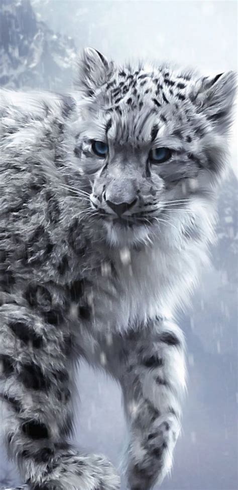 Snow Leopard With Blue Eyes Wallpaper