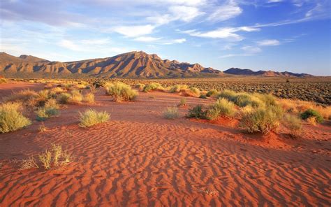 Australian Outback Plants