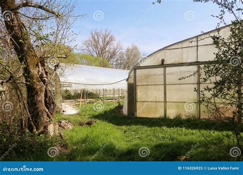 Flower Cultivation in Greenhouses Stock Image - Image of country, agricultural: 116326925