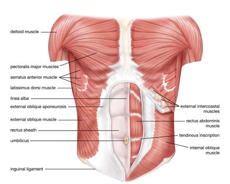 Core muscles Labeled Diagram Anatomy and Structure - EroFound