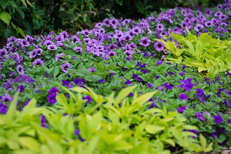 Using Purple in the Garden + My Top Ten Purple Flowers