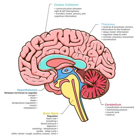 Dementia: What Part of the Brain is Under Attack?