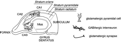 Transverse section throughout the hippocampus and schematic... | Download Scientific Diagram