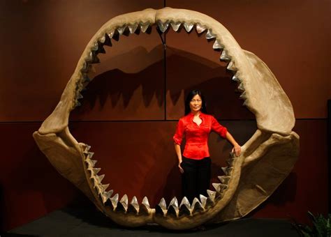 How and Why Did the Megalodon Go Extinct?