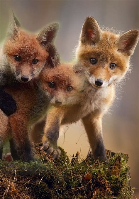 Cute red fox cubs - About Wild Animals