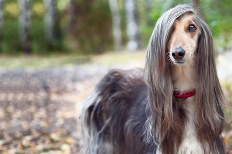 How to Groom a Dog with Long Hair - Wag!